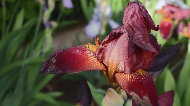 Close-up of a burgundy brown bearded iris flower (Iris germanica) blooming in a garden, macro footage. Concept of flora, horticulture, and botany.
