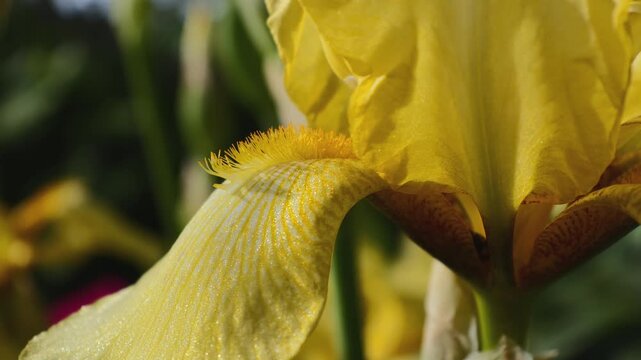 Close-up of a burgundy brown bearded iris flower (Iris germanica) blooming in a garden, macro footage. Concept of flora, horticulture, and botany.