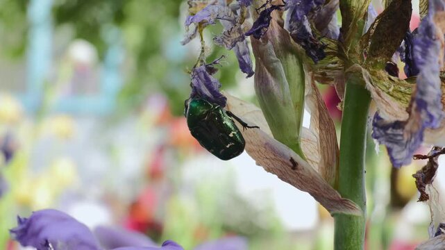 A May beetle, the golden bronze beetle, flies away from an iris flower