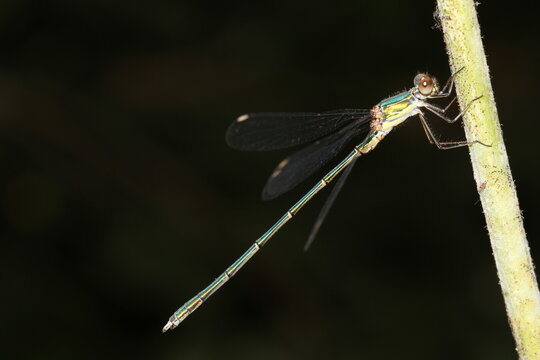 dragonfly on a branch