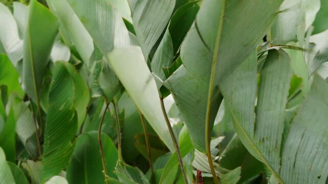corn on the cob