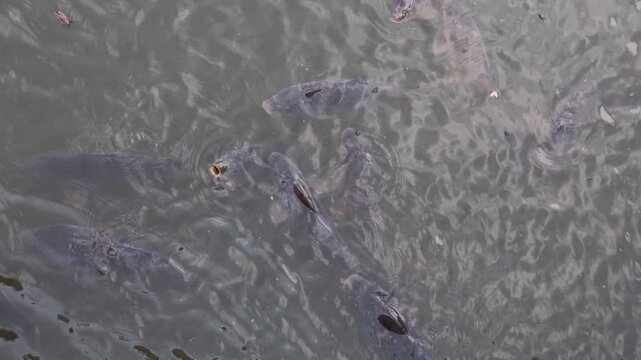 Common carp swimming and gulping air at the surface