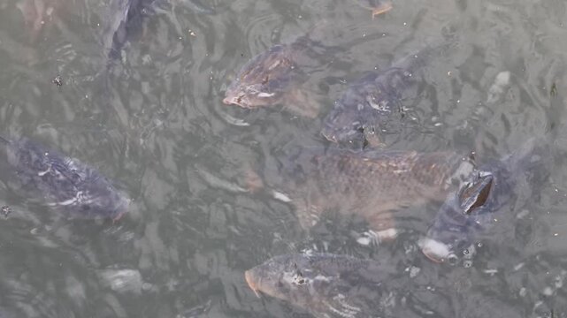 Common carp swimming and gulping air at the surface
