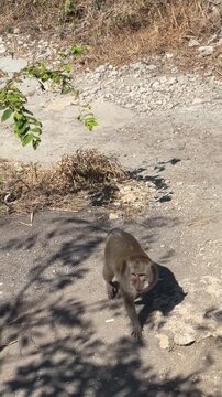 A baboon walks along a rocky path in a dry landscape. Sparse vegetation surrounds the area, highlighting the natural habitat of the animal.