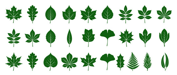 Fototapeta premium Collection of Various Green Plant Leaf Shapes
