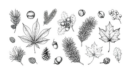Hand drawn vintage autumn forest botany sketch set with maple oak leaves and pine cones vector illustration © SOHAG