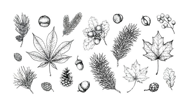 Hand drawn vintage autumn forest botany sketch set with maple oak leaves and pine cones vector illustration