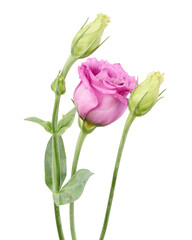 Obraz premium Pink Lisianthus flower with delicate petals and unopened buds, isolated on transparent background with clipping path. Ideal for wedding, floral, botanical, and decorative design projects.