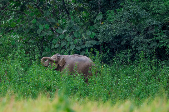 Its body is gray, its snout is called the trunk. The trunk of the Asian elephant has only one beak. Nakhon Ratchasima, Thailand.