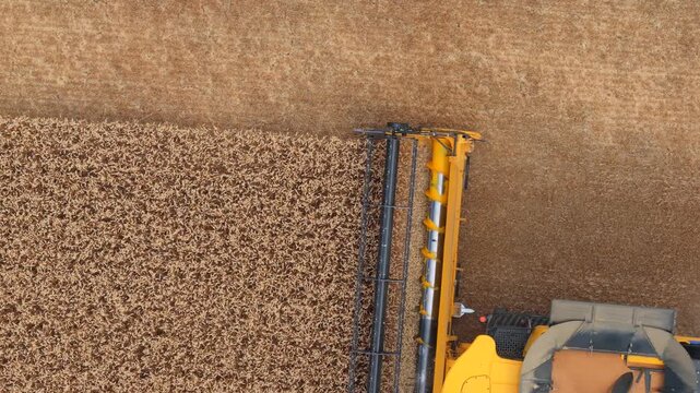 Aerial of a combine harvester in a grain fiel