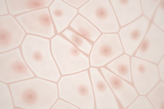 Cellular structure with nuclei