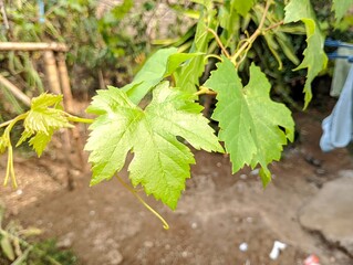 Fresh vibrant green grape leaves growing on a vine in a garden. © Diki