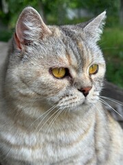 Portrait of cute tabby cat feline vertical  © OLENA LIALINA