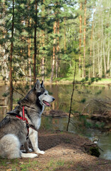 beautiful portrait of sitting siberian husky with tongue is out on walk in forest, natural background. siberian husky, alaskan malamute dog. concept of happy, active healthy pet life, care. soft focus © Ju_see