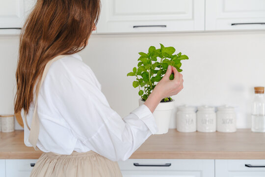 Woman tending fresh potted mint herb in a modern kitchen