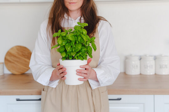 Woman holding potted basil plant in a modern kitchen