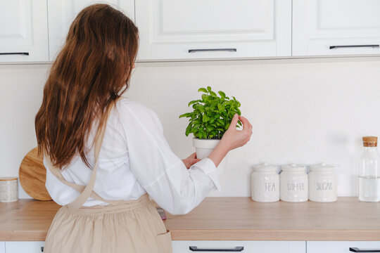 Woman holding potted basil plant in modern kitchen counter