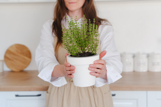 Woman holds potted thyme herb in bright white kitchen with wooden countertop