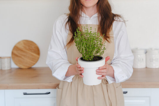 Woman holding fresh potted thyme  in bright organic kitchen