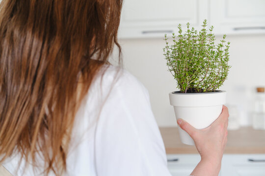 Woman holding potted thyme in a bright white kitchen counter