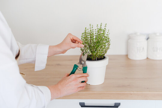 Woman trimming a potted thyme plant in a bright kitchen