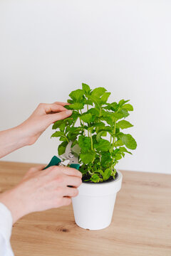 Hands pruning fresh potted mint plant on wooden counter