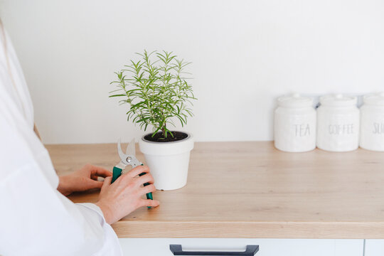 Person tending a potted rosemary plant on a kitchen counter