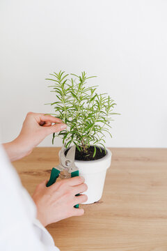 Woman pruning potted rosemary in bright white kitchen