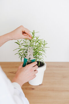 Woman trimming potted rosemary on wooden countertop