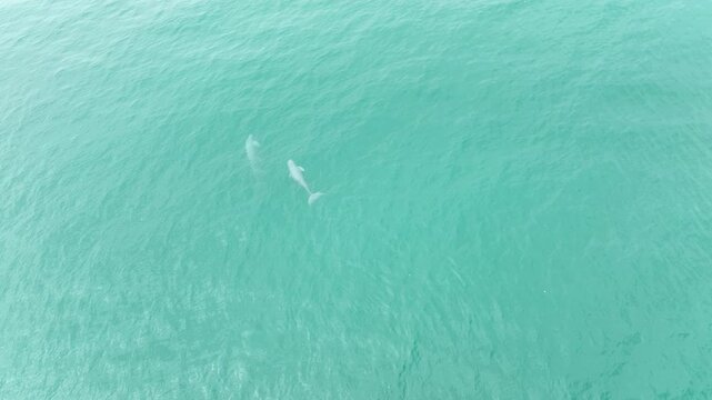 A slow-swimming river dolphin, like the Irrawaddy dolphin, moves at a relaxed pace with a rounded head and no distinct beak, unlike fast ocean dolphins