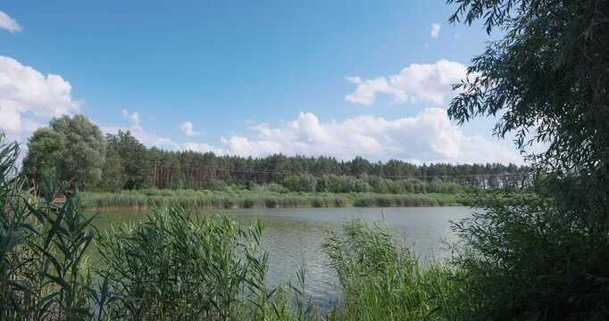 Beautiful view of river bank with reeds and pine woods under blue sky