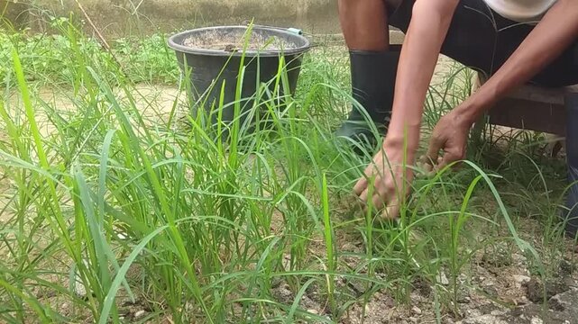 A man is cleaning up a yard that has become overgrown with weeds. Someone is pulling weeds from the ground to make the yard look clean.