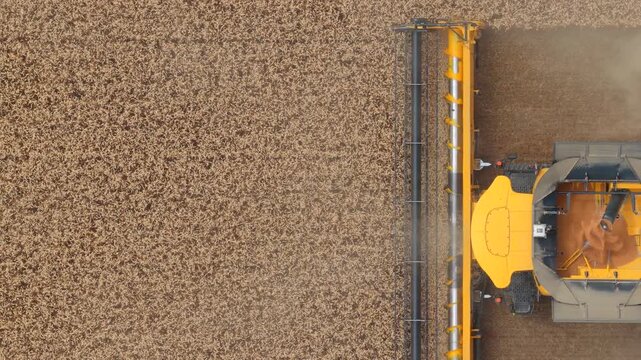 Aerial of a combine harvester in a grain fiel