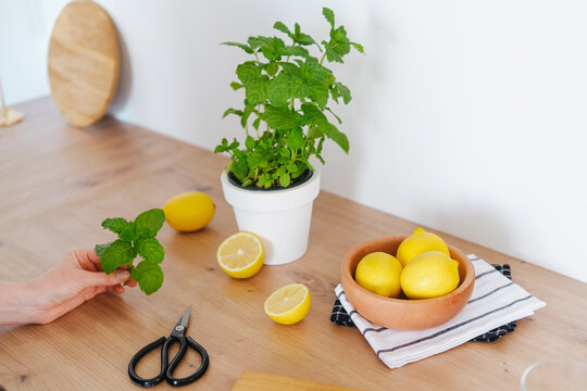 Lemons and mint on a wooden counter