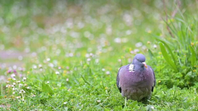Portrait of a male Wood pigeon walking, observing and eating grass in spring in a domestic garden the feathers wet after taking a bath. Columba palumbus, Indre-et-Loire, r&eacute;gion Centre, France, Europe