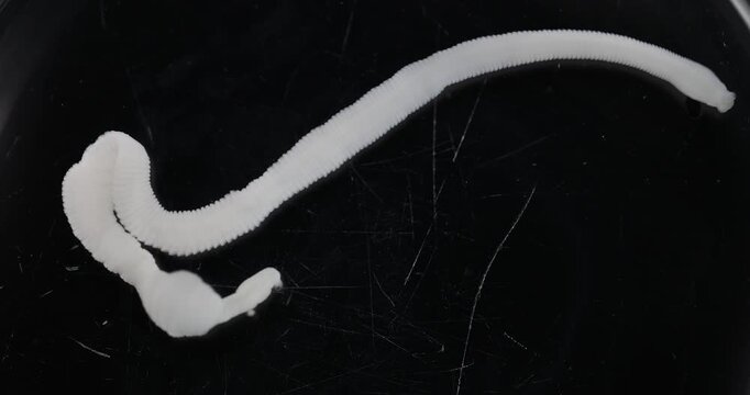 Cestode Larva (Cysticercus) and Strongyloides ratti Parasites in lab.