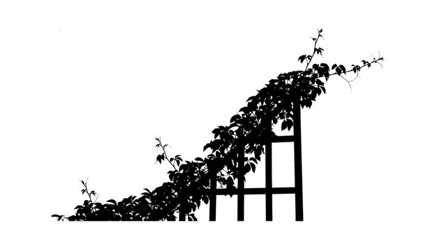 Black silhouette of a wooden garden trellis with climbing ivy leaves and vines isolated on transparent background, Vector