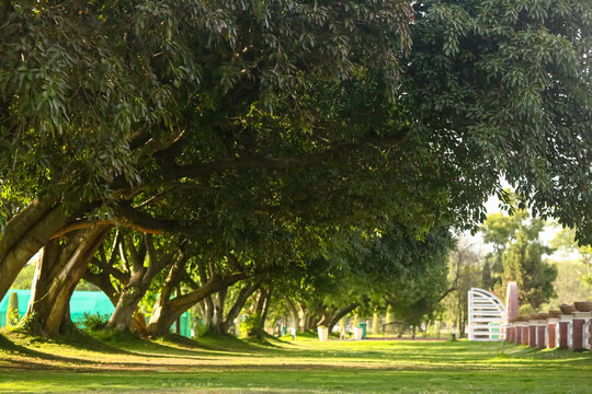 Sunlight Filtering Through Large Trees in a Park &ndash; Natural Landscape Background