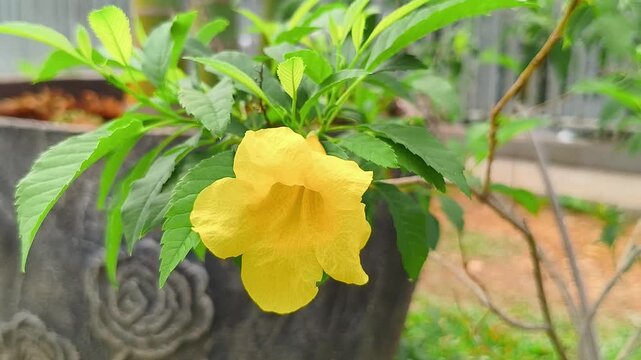 Close-up video of vibrant yellow elder flower (Tecoma stans) swaying gently in the breeze on a potted plant in an outdoor garden. 