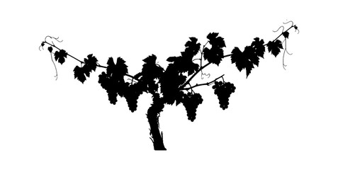 Obraz premium Black silhouette of a grapevine with fresh bunches of grapes and leaves isolated on transparent background, Vector