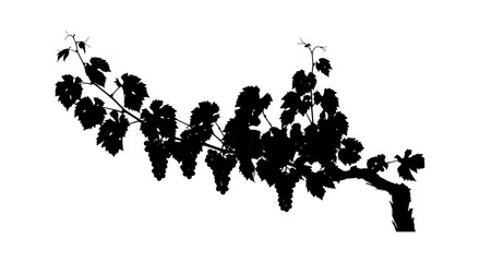 Obraz premium Black silhouette of a grape vine branch with hanging clusters of grapes and leaves isolated on transparent background, Vector