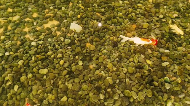 colorful small fish swimming in clear shallow water over a gravel stone pond bottom. High angle view of pink and red ornamental fish in a outdoor pebble garden pond, ideal for nature, relaxation