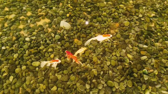 colorful small fish swimming in clear shallow water over a gravel stone pond bottom. High angle view of pink and red ornamental fish in a outdoor pebble garden pond, ideal for nature, relaxation