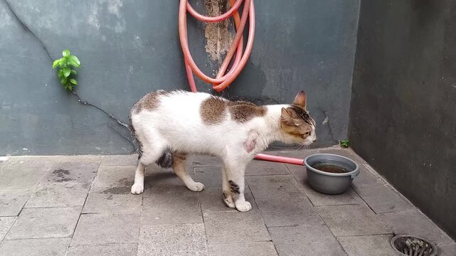 Domestic tabby cat standing outdoors with a visible skin lesion patch on its neck and shoulder area. Side profile view of a stray or domestic cat showing signs of ringworm, dermatitis