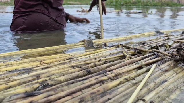 Low Angle Close Up Of Farmer Untying Retted Jute Bundle In Canal Water