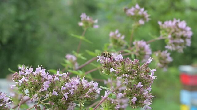 Closeup of honey bee (Apis mellifera) on oregano flowers (Origanum vulgare)