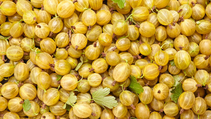 Fresh yellow gooseberry berries arranged closely together with green leaves, showcasing their smooth skin and distinctive striped texture in a natural setting © mikeosphoto