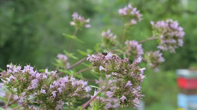 Closeup of honey bee (Apis mellifera) on oregano flowers (Origanum vulgare)