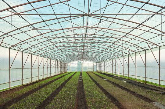 Rows of young plants growing inside a large greenhouse structure under a clear sky