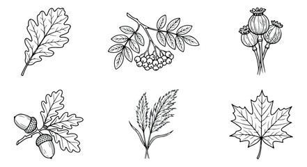 Vintage botanical line art collection, 6 hand drawn autumn leaves and forest elements, black and white floral vector set for rustic wedding invitations © Muhammad Sajjad